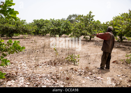 Cashew Nut Farmer in his Field--less well-tended.  Sokone, Senegal. Stock Photo