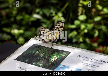 Black and white Tree Nymph butterfly (Idea malabarica), wings open, on plant identification page. Stock Photo