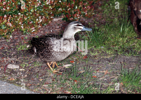 Pacific/Australian Black Duck - Anas superciliosa rogersi [Australian race]-Family Anatidae Stock Photo