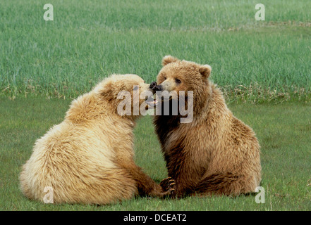 Brown bear yearling cubs playing in sedge meadow at Hallo Bay, Katmai National Park, Alaska Stock Photo