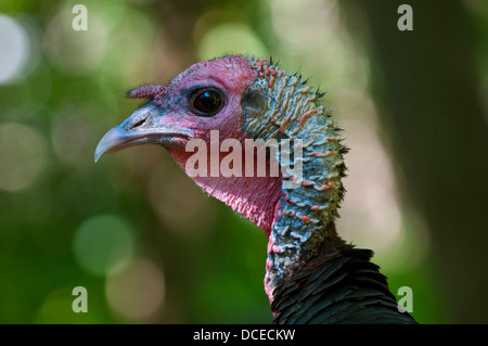 USA, Minnesota, Mendota Heights, Wild Tom Turkey close-up of head n urban yard. Stock Photo