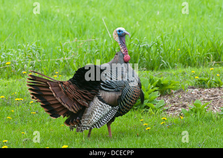 USA, Minnesota, Mendota Heights, Wild Tom Turkey in urban yard Displaying. Stock Photo