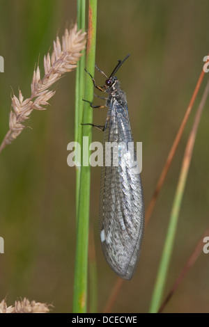 Antlion, ant lion, Gewöhnliche Ameisenjungfer, Myrmeleon formicarius Stock Photo