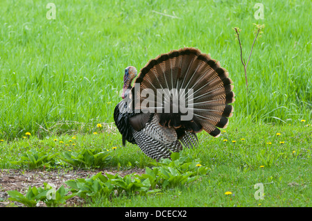 USA, Minnesota, Mendota Heights, Wild Tom Turkey in urban yard Displaying. Stock Photo