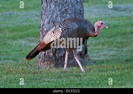 USA, Minnesota, Mendota Heights, Wild Tom Turkey in Acacia Cemetery. Stock Photo