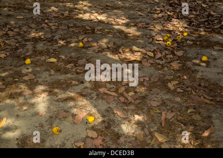 Yellow Cashew Apples and Nuts Lying on the Ground, near Sokone, Senegal. Stock Photo