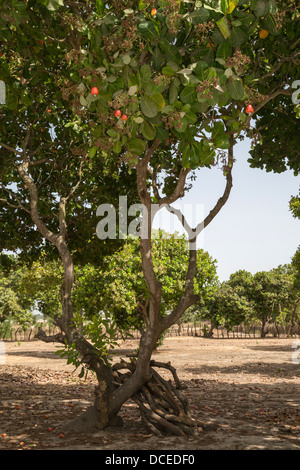 Red Cashew Apples and Nuts in Tree, near Sokone, Senegal. Stock Photo