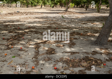 Red Cashew Apples and Nuts Lying on the Ground, near Sokone, Senegal. Stock Photo
