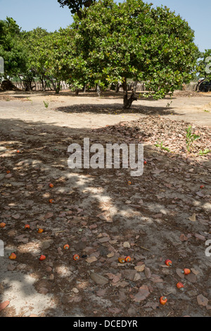Red Cashew Apples and Nuts Lying on the Ground, near Sokone, Senegal. Stock Photo