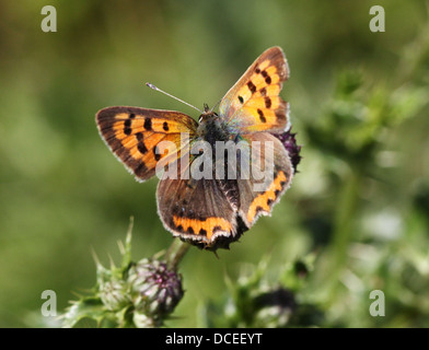 Small or Common Copper (Lycaena phlaeas) posing and foraging on a  variety of different flowers (80 images in series) Stock Photo