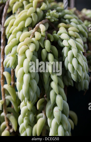 A closeup of a succulent green plant called donkeys tail