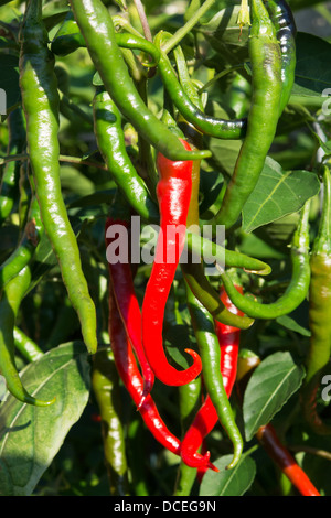 Medium - hot Turkish 'Aci Sivri' Cayenne chilli peppers (Capsicum annuum) growing outside in a UK garden. Stock Photo