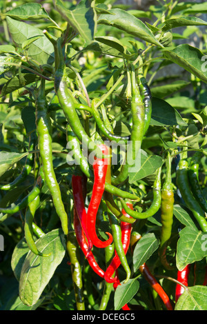 Medium - hot Turkish 'Aci Sivri' Cayenne chilli peppers (Capsicum annuum) growing outside in a UK garden. Stock Photo