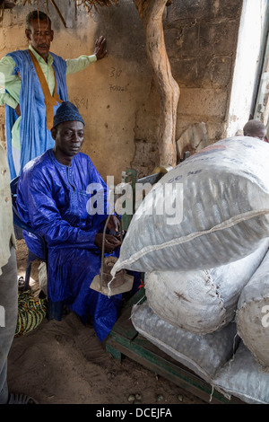 Cashew Nut Buyer Weighing Nuts, Fass Njaga Choi, The Gambia. Stock Photo