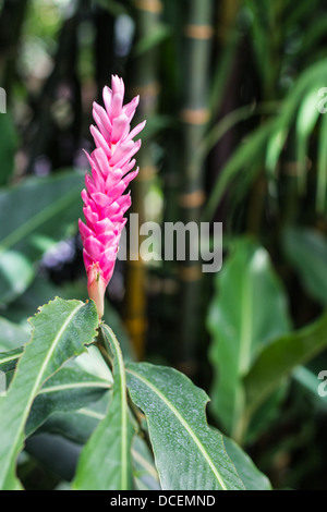 A Beautiful Tropical Pink Ginger (Alpinia Purpurata) Flower Stock Photo