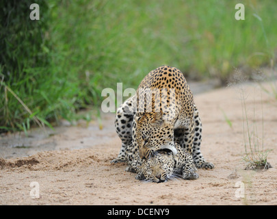 couple of leopard mating in a river bed Stock Photo