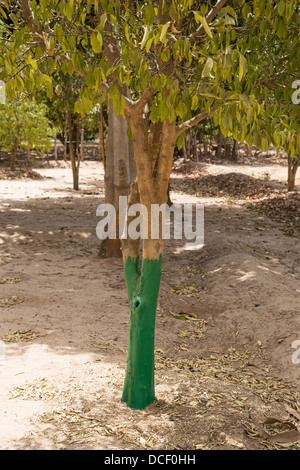 Termite Protection. Green Paint Protects Trunks from Attack by Termites. Mendy Kunda, North Bank Region, The Gambia Stock Photo