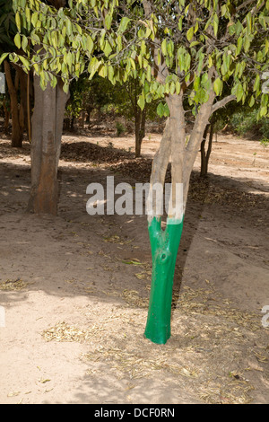 Termite Protection. Green Paint Protects Trunks from Attack by Termites. Mendy Kunda, North Bank Region, The Gambia Stock Photo