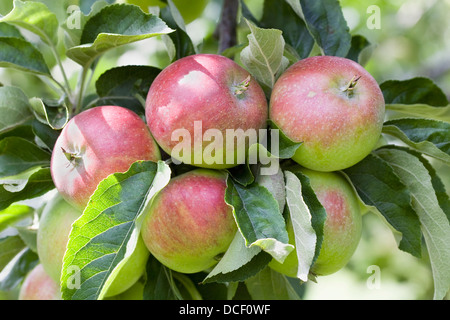 Malus domestica. Apples growing in an English orchard. Stock Photo