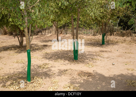 Termite Protection. Green Paint Protects Trunks from Attack by Termites. Mendy Kunda, North Bank Region, The Gambia Stock Photo