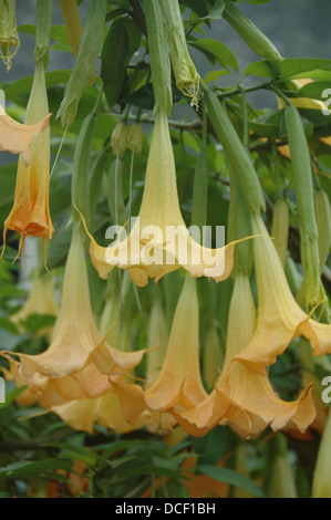 Pink Datura - Brugmansia - Angels Trumpets Stock Photo