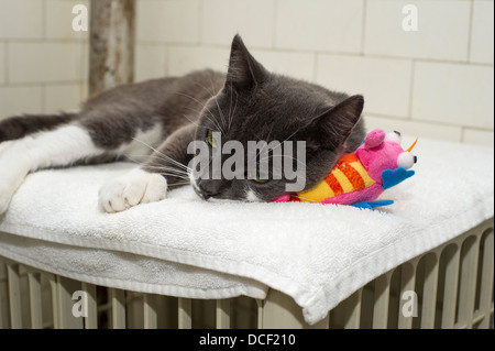A rescued grey tuxedo cat, seen in Chelsea in New York on Sunday, August, 11, 2013. (© Frances M. Roberts) Stock Photo