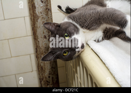 A rescued grey tuxedo cat, seen in Chelsea in New York on Sunday, August, 11, 2013. (© Frances M. Roberts) Stock Photo
