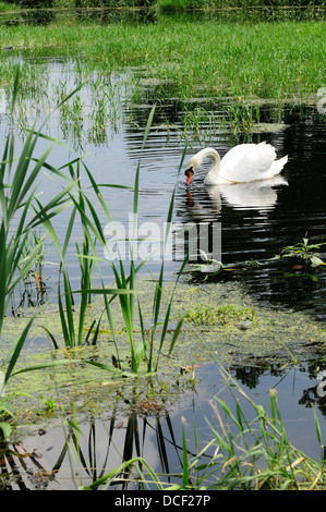 Male Mute Swan on marshland habitat. (Cygnus olor) Stock Photo