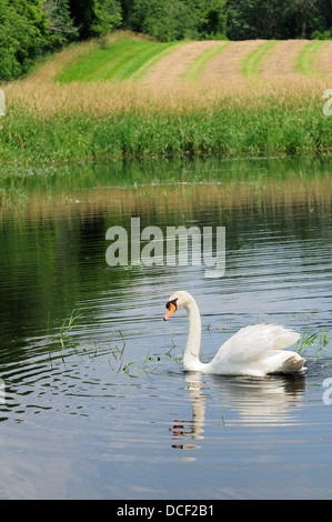 Male Mute Swan on marshland habitat. (Cygnus olor) Stock Photo