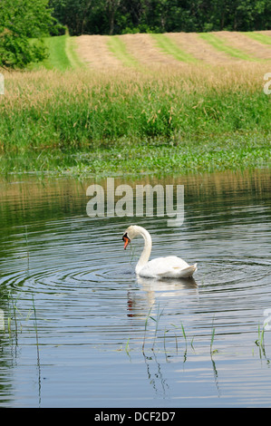 Male Mute Swan on marshland habitat. (Cygnus olor) Stock Photo