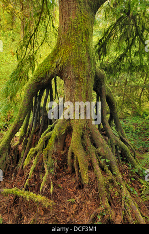 USA, Oregon, Tryon Creek State Park. Cedar growing from nursery stump on bank of Nettle Creek. Stock Photo