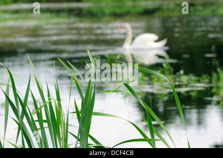 Male Mute Swan on marshland habitat. (Cygnus olor) Stock Photo