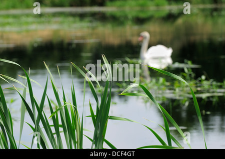 Male Mute Swan on marshland habitat. (Cygnus olor) Stock Photo