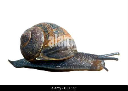 common garden snail cutout cut out. From the archives of Press Portrait Service (formerly Press Portrait Bureau) Stock Photo