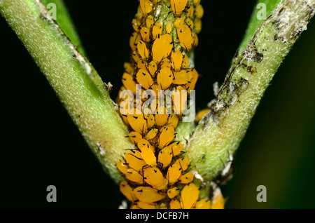 Orange Milkweed aphids on a milkweed stem. Stock Photo