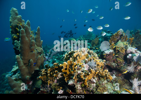 Sergeant Major (Abudefduf saxatilis) and other fish on a tropical coral reef off the island of Roatan, Honduras. Stock Photo