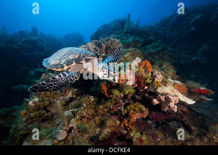 Atlantic Hawksbill Turtle (Eretmochelys imbricata imbricata) foraging on a tropical coral reef Stock Photo