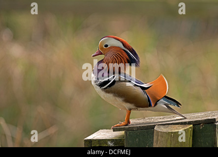 Male Mandarin Duck, Aix galericulata. Spring. Uk Stock Photo