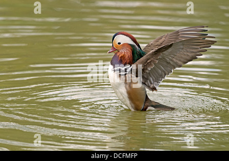Male Mandarin Duck, Aix galericulata bathing. Spring. Uk Stock Photo