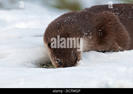 European River-Lutra lutra  Otter Hunting For Fish Through Hole In Snow. Uk Stock Photo