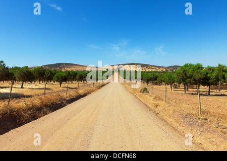 Long deserted straight gravel road disappearing into the distance in the countryside between plantations of young trees towards Stock Photo
