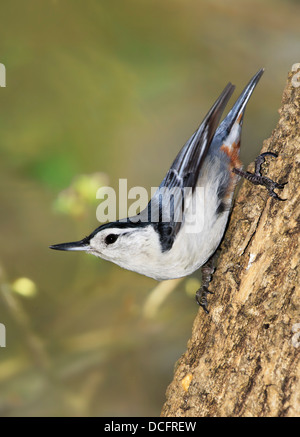 A Small, Cute Bird, The White Breasted Nuthatch, In A Typical Upside down Nuthatch Pose, Sitta carolinensis Stock Photo