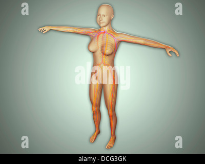 Anatomy of female body with arteries, veins and nervous system. Stock Photo
