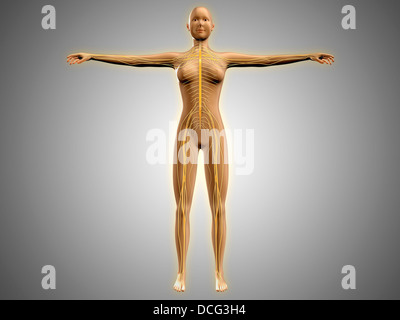 Anatomy of female body with nervous system. Stock Photo