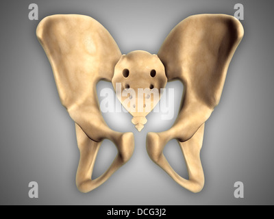 Anatomy of human pelvic bone. Stock Photo