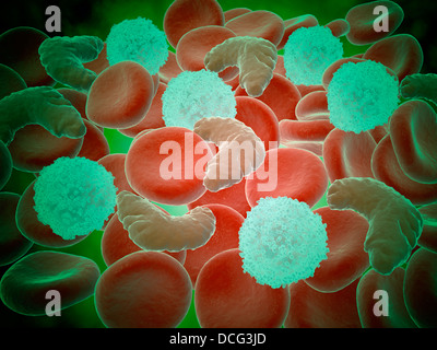 Conceptual image of sickle cell anemia with red blood cells and white bood cells. Stock Photo