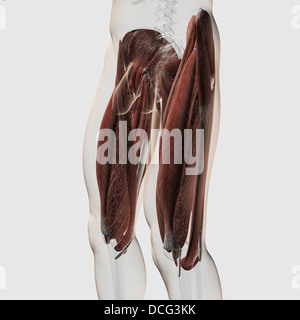 Anatomy of human thigh muscles, anterior view Stock Photo - Alamy