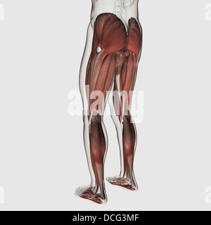 Male muscle anatomy of the human legs, posterior view. Stock Photo