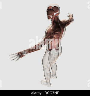 Anatomy of male muscles in upper body, posterior view. Stock Photo