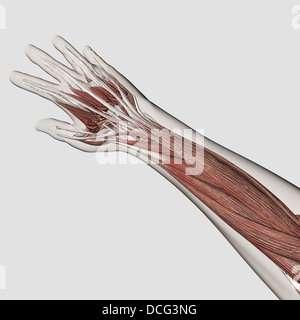 Muscle anatomy of human arm and hand. Stock Photo